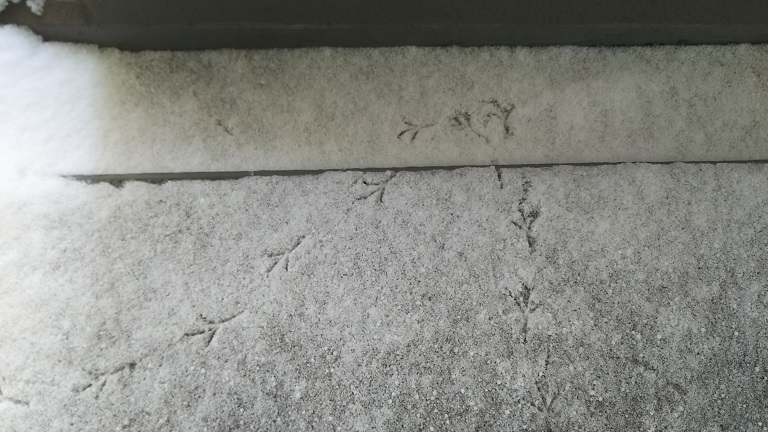 雪だから、見つけられたもの