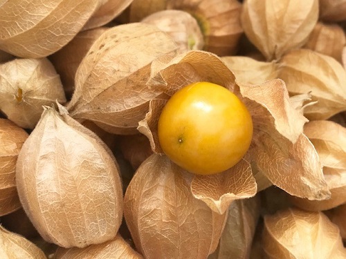 食べられるほおずき❓